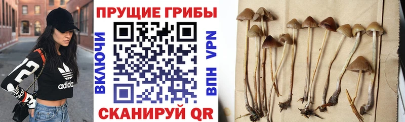 Купить закладки  Вытегра  Галлюциногенные грибы Magic Shrooms 